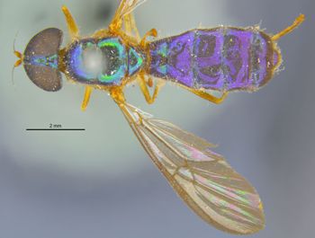 Media type: image;   Entomology 12539 Aspect: habitus dorsal view